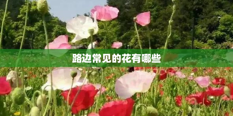 路边常见的花有哪些 路边常见的花有哪些