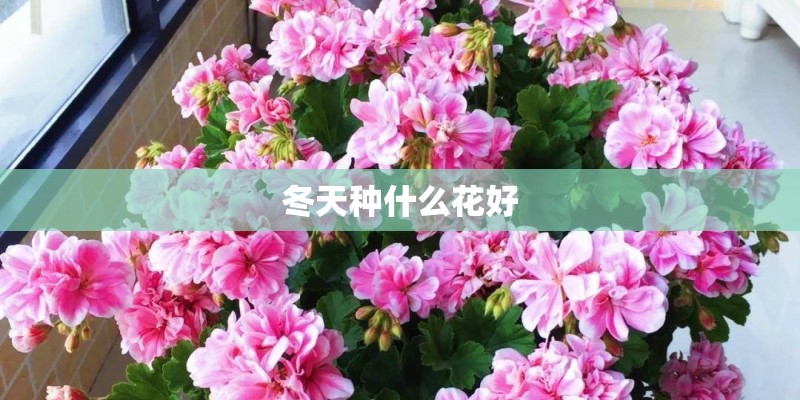 冬天种什么花好