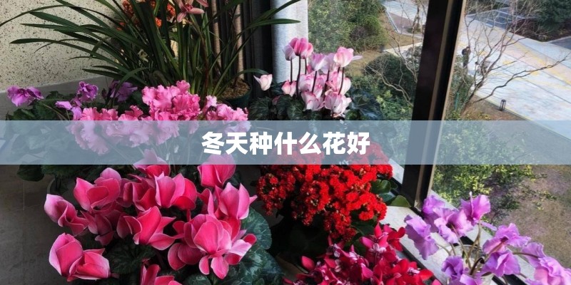 冬天种什么花好