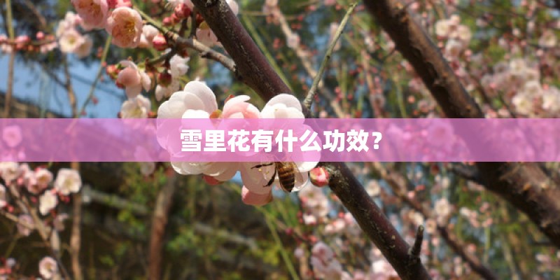 雪里花有什么功效？