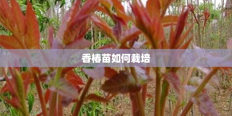 香椿苗如何栽培