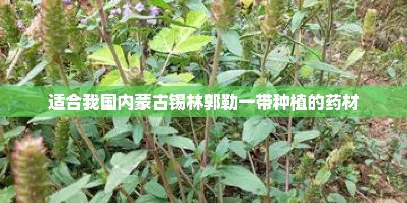 适合我国内蒙古锡林郭勒一带种植的药材