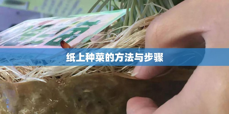纸上种菜的方法与步骤
