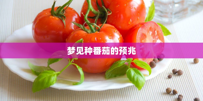 梦见种番茄的预兆