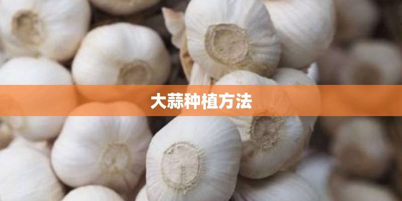 大蒜种植方法