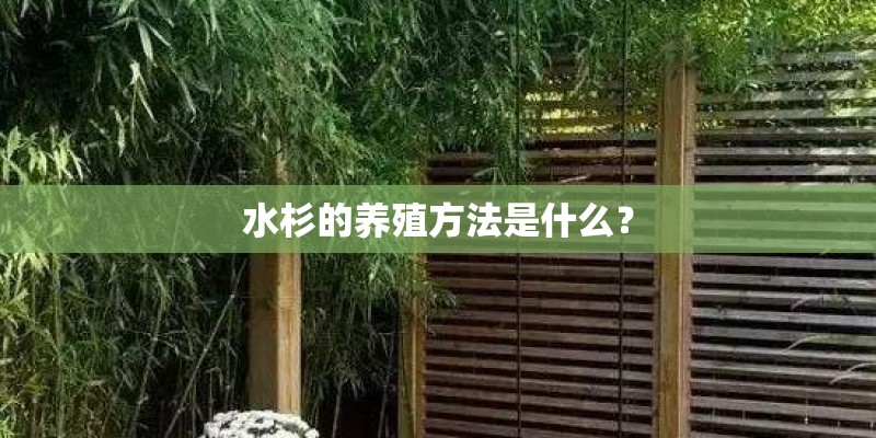 水杉的养殖方法是什么？