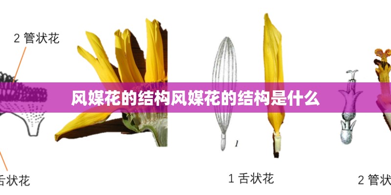 风媒花的结构风媒花的结构是什么