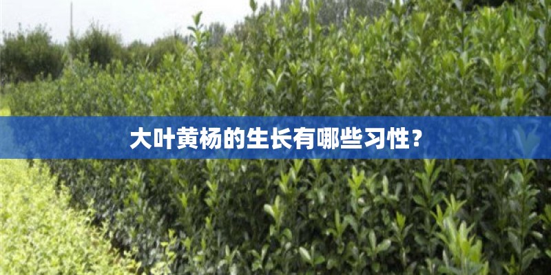 大叶黄杨的生长有哪些习性？