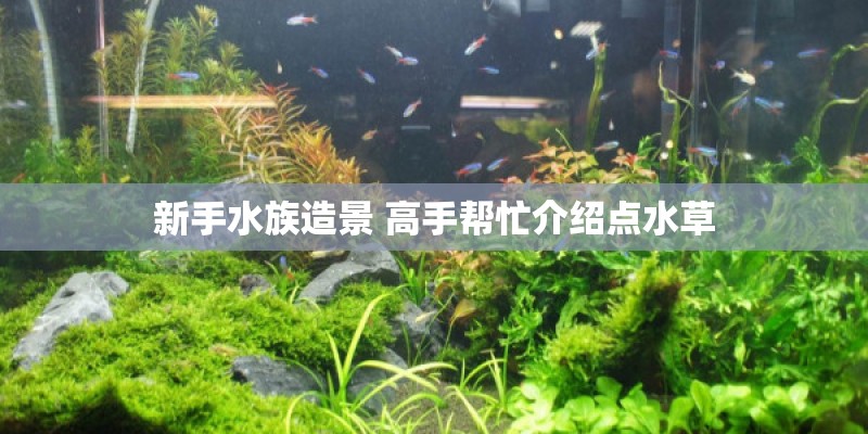 新手水族造景 高手帮忙介绍点水草