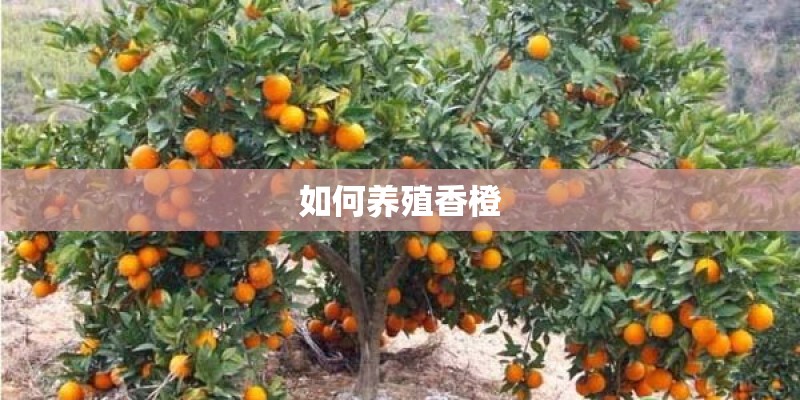 如何养殖香橙