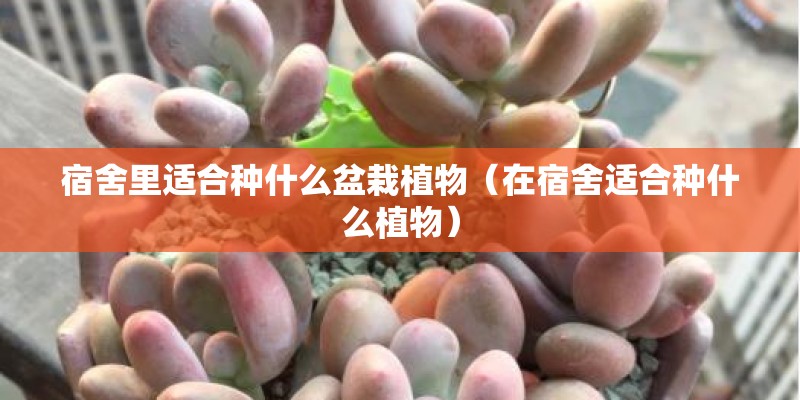 宿舍里适合种什么盆栽植物（在宿舍适合种什么植物）