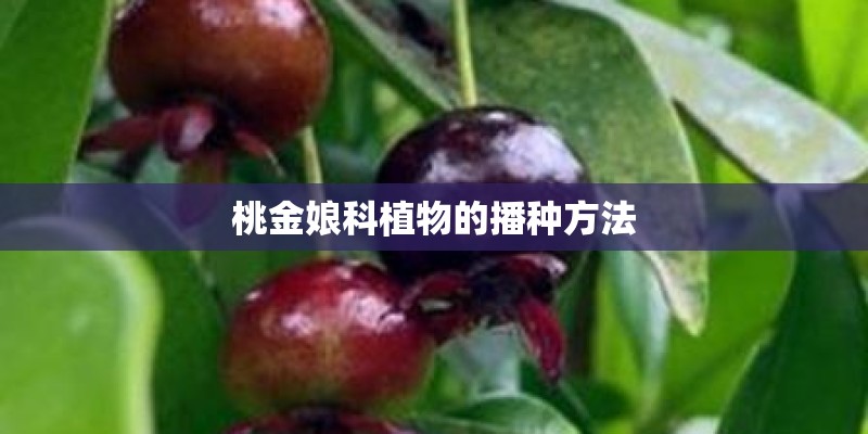 桃金娘科植物的播种方法