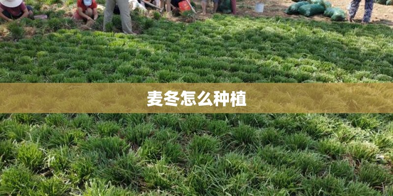 麦冬怎么种植