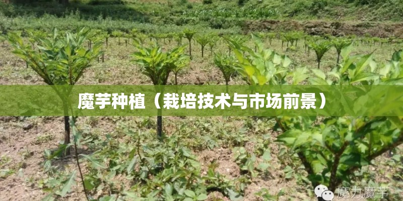 魔芋种植（栽培技术与市场前景）