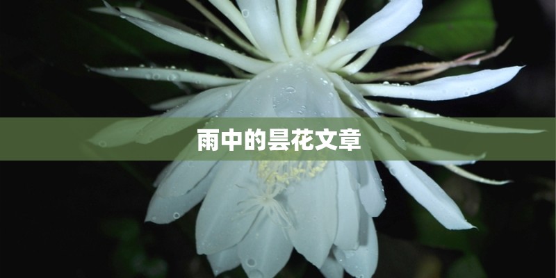 雨中的昙花文章