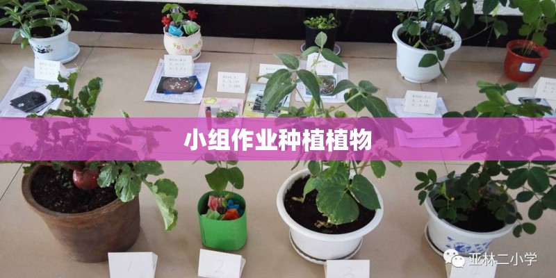 小组作业种植植物
