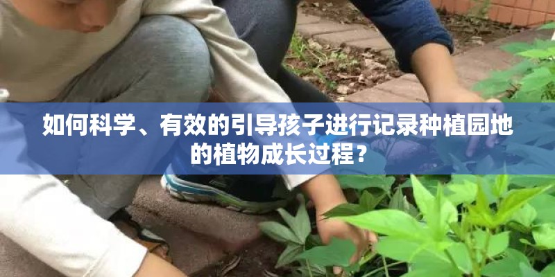 如何科学、有效的引导孩子进行记录种植园地的植物成长过程？