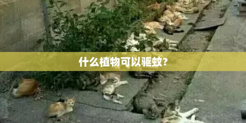 什么植物可以驱蚊？
