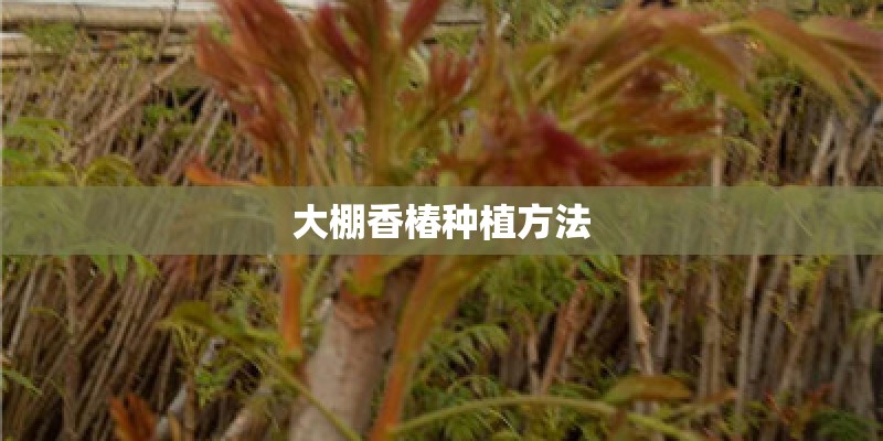 大棚香椿种植方法