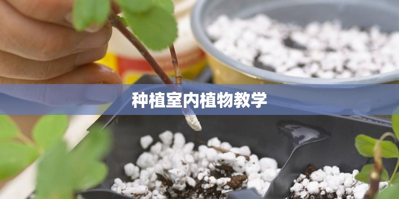 种植室内植物教学