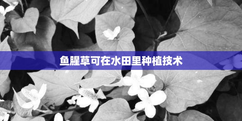 鱼腥草可在水田里种植技术