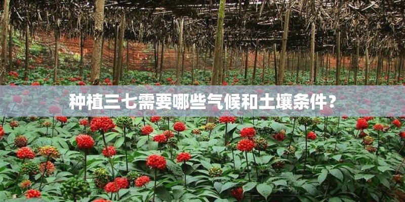 种植三七需要哪些气候和土壤条件？