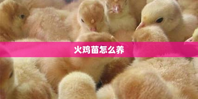 火鸡苗怎么养