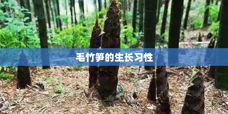 毛竹笋的生长习性 毛竹笋的生长习性