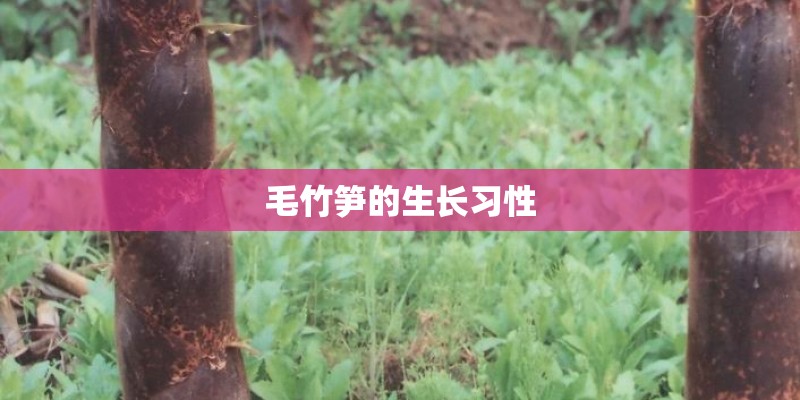 毛竹笋的生长习性 毛竹笋的生长习性