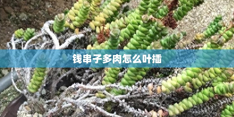 钱串子多肉怎么叶插