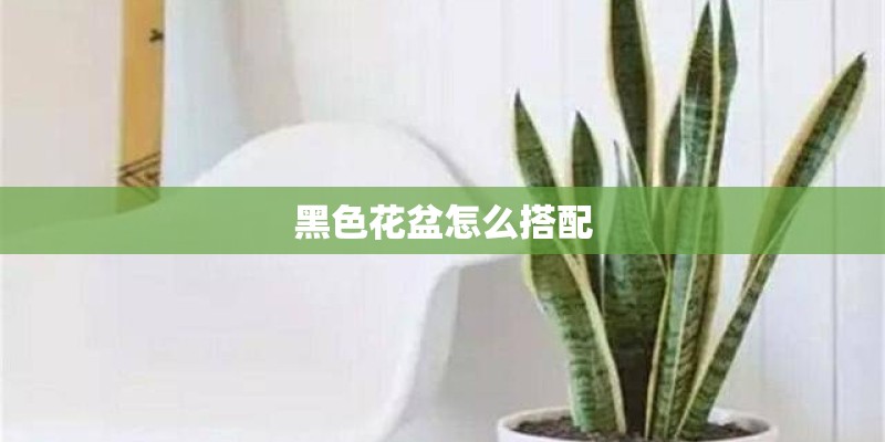 黑色花盆怎么搭配