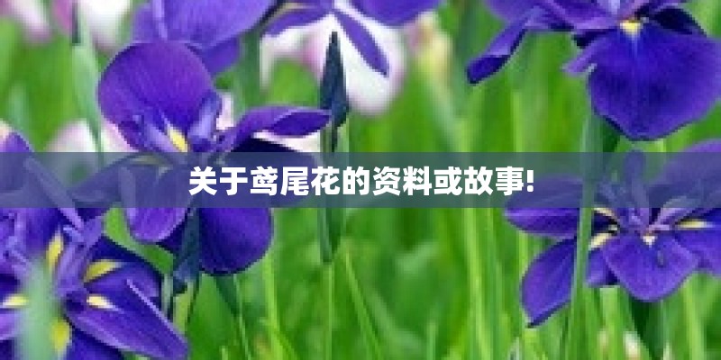关于鸢尾花的资料或故事! 关于鸢尾花的资料或故事!