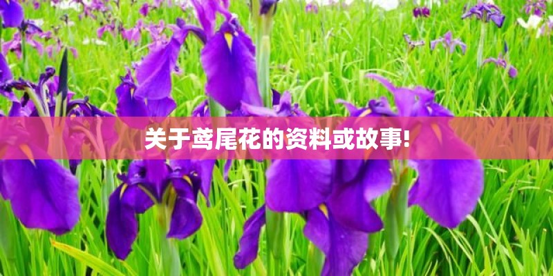 关于鸢尾花的资料或故事! 关于鸢尾花的资料或故事!