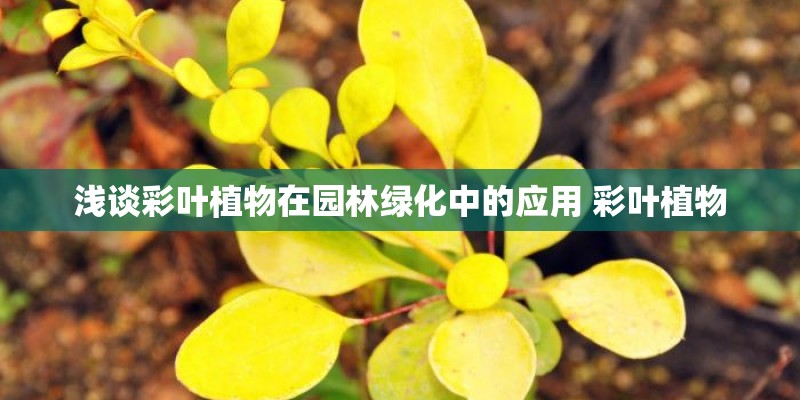 浅谈彩叶植物在园林绿化中的应用 彩叶植物