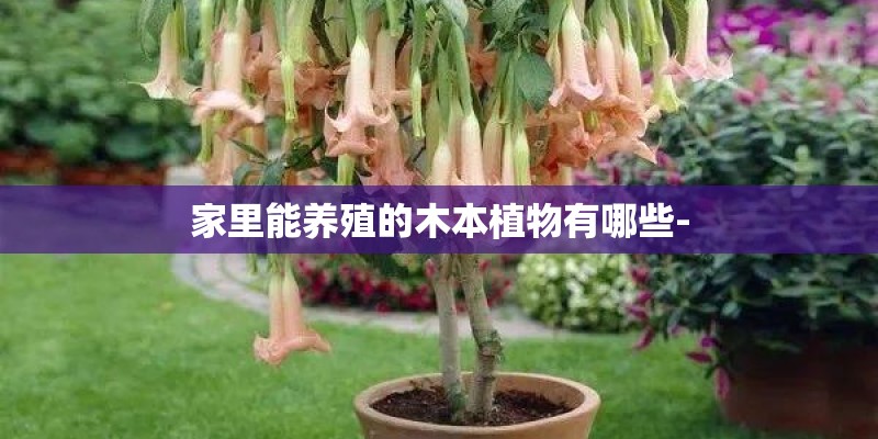 家里能养殖的木本植物有哪些-