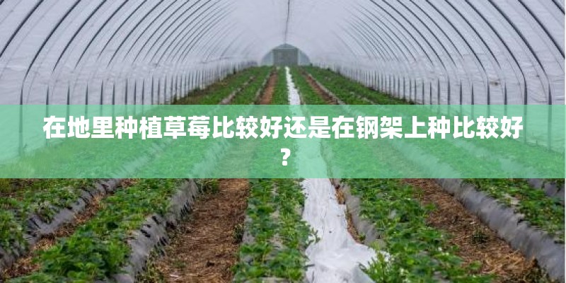 在地里种植草莓比较好还是在钢架上种比较好？