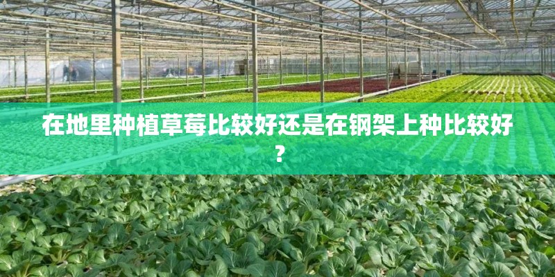 在地里种植草莓比较好还是在钢架上种比较好？