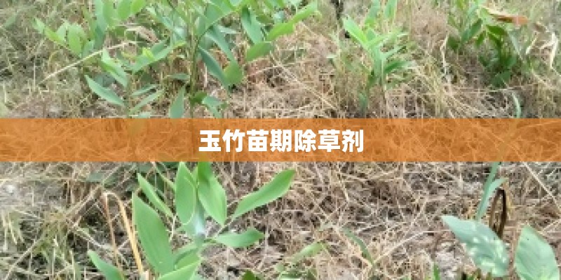 玉竹苗期除草剂