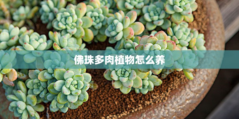 佛珠多肉植物怎么养