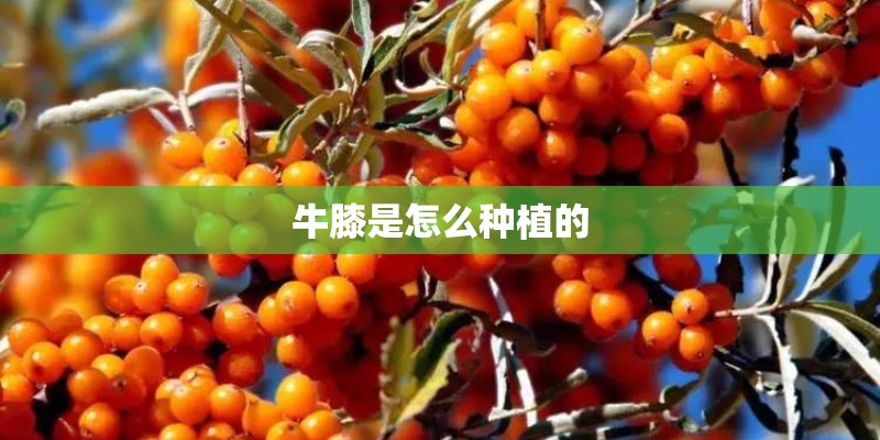 牛膝是怎么种植的