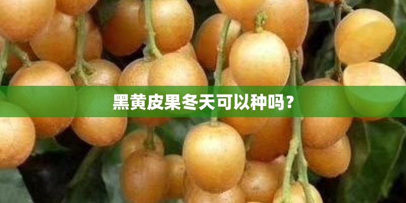 黑黄皮果冬天可以种吗？