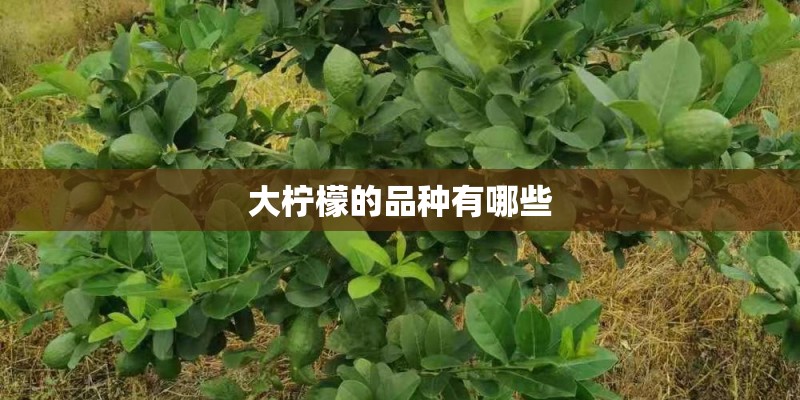 大柠檬的品种有哪些