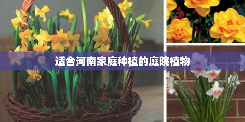 适合河南家庭种植的庭院植物
