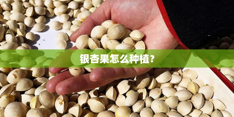 银杏果怎么种植？