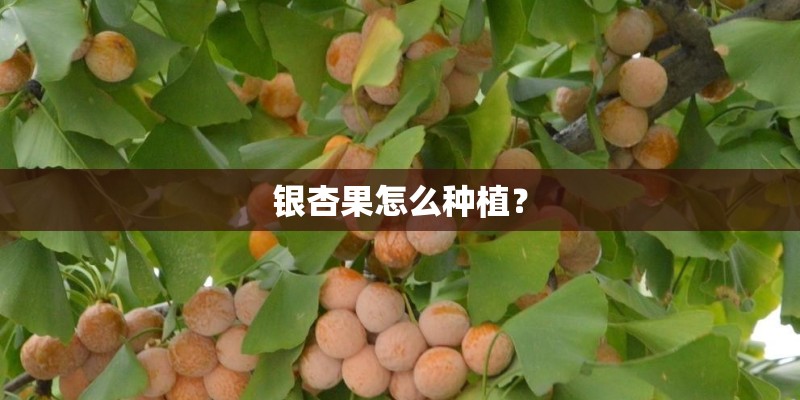 银杏果怎么种植？