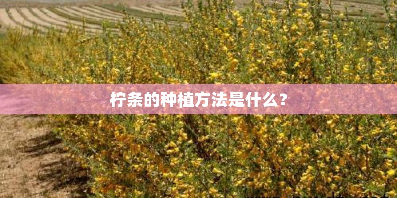 柠条的种植方法是什么？