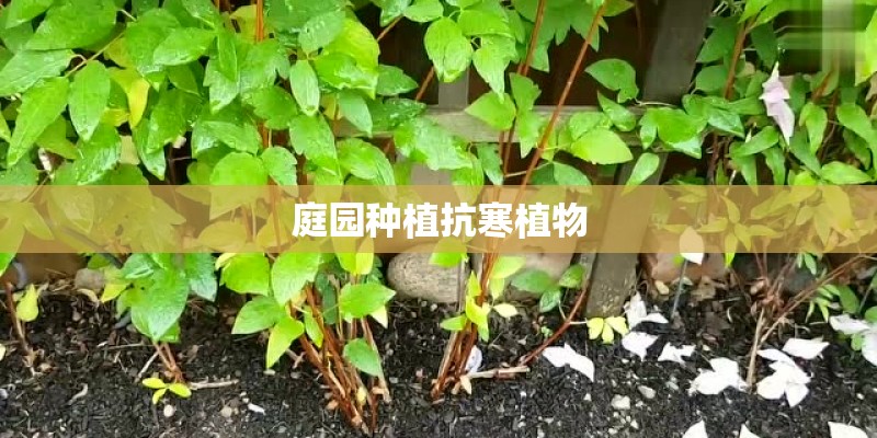 庭园种植抗寒植物