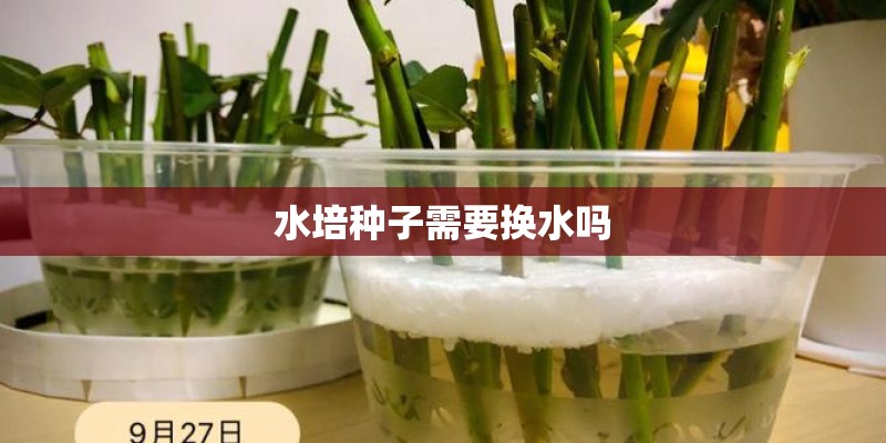 水培种子需要换水吗
