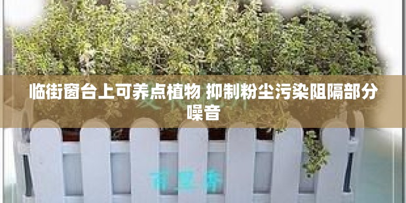 临街窗台上可养点植物 抑制粉尘污染阻隔部分噪音