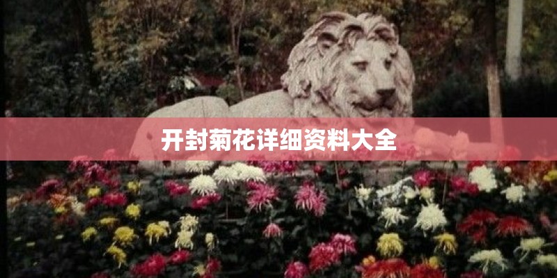 开封菊花详细资料大全 开封菊花详细资料大全